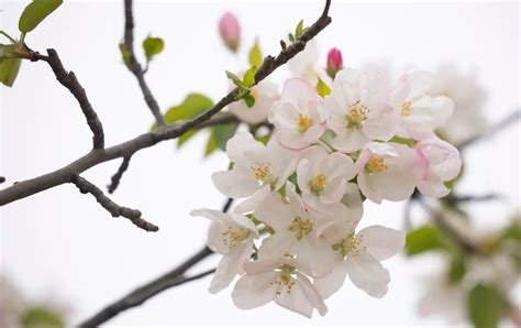 海棠花季節|海棠花